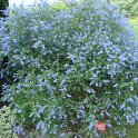 Ceanothus thyrsiflorus 'Cascade' P19